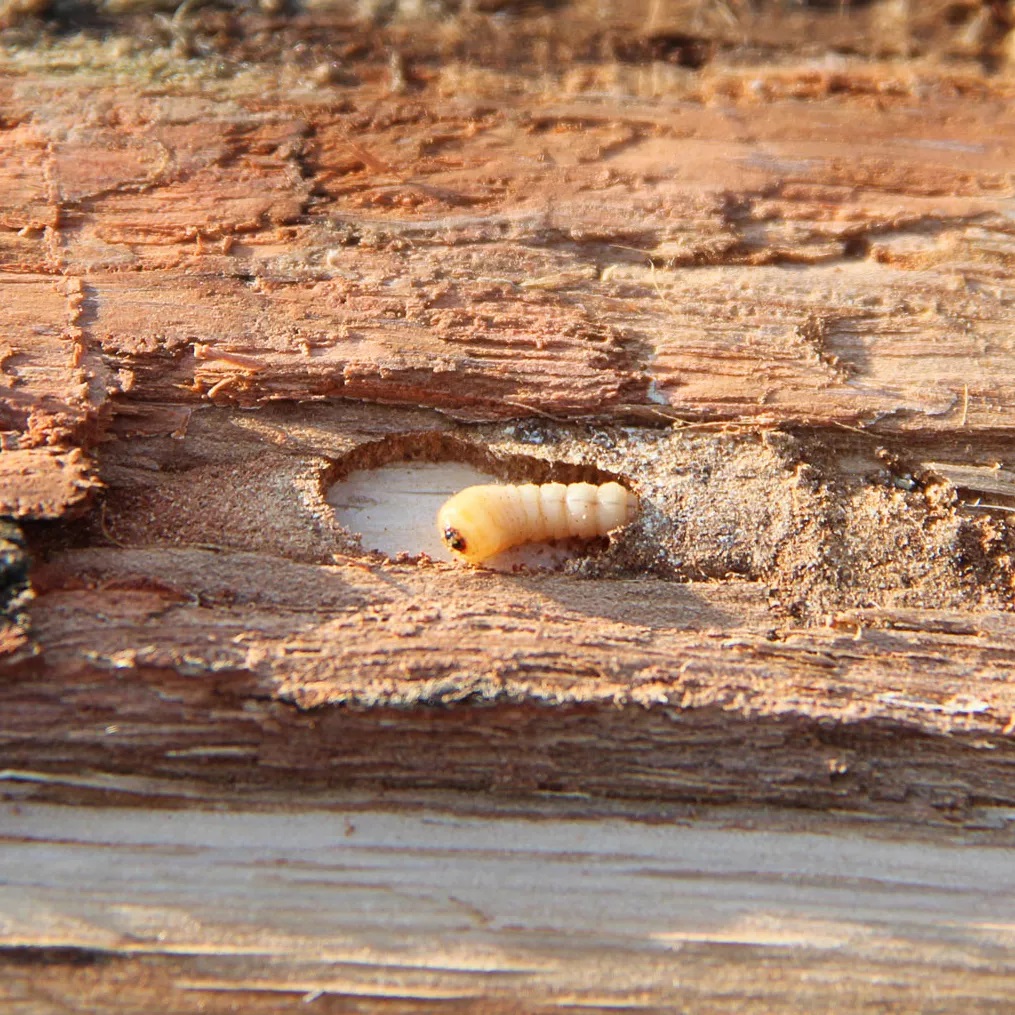 Holzwurmlarve auf Holzst&uuml;ck