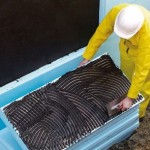 Perimeterd&auml;mmung mit XPS Platten und Bitummen Dickbeschichtung