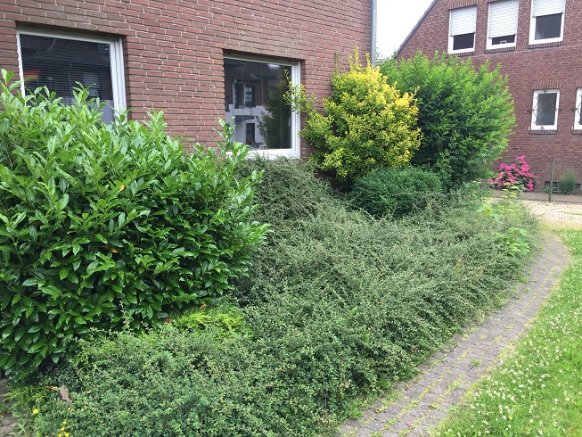 Pflasterfugen mit Unkraut