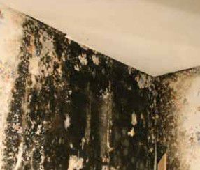 badsanierung_schimmel_wand